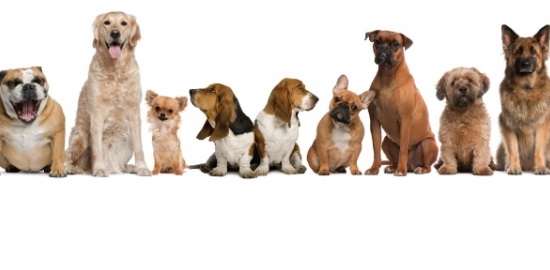 cani orizzontale