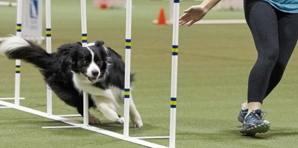 Border Collie weaving through poles; Juniors Agility at the 2018 AKC National Championship presented by Royal Canin.
