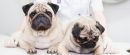 two dogs in a veterinary clinic